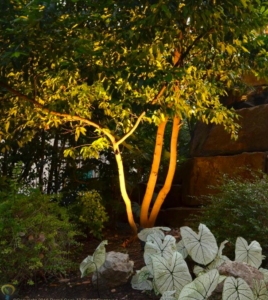 landscape lighting electricians